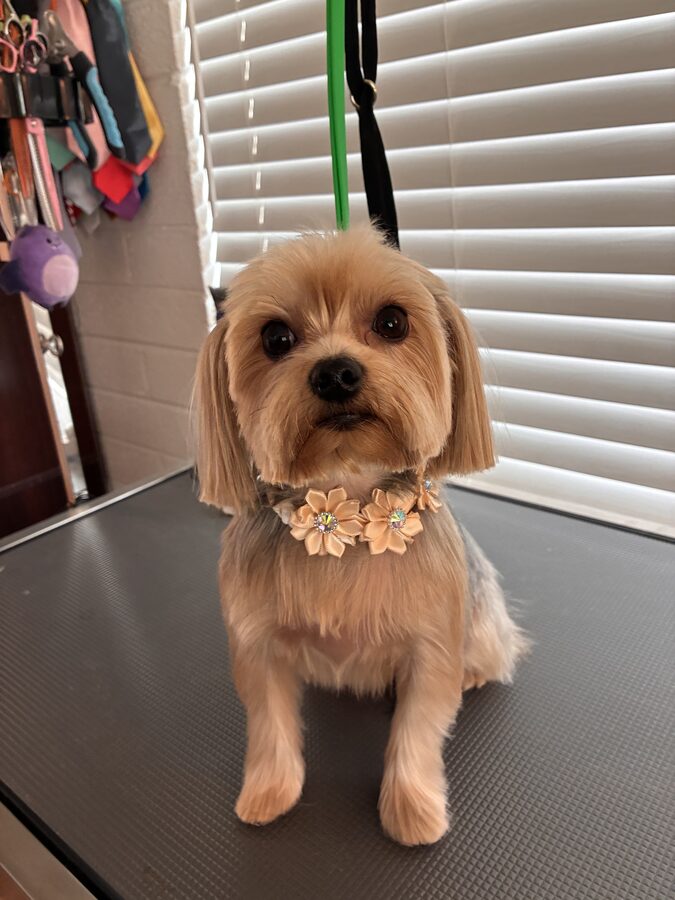 Bella after grooming