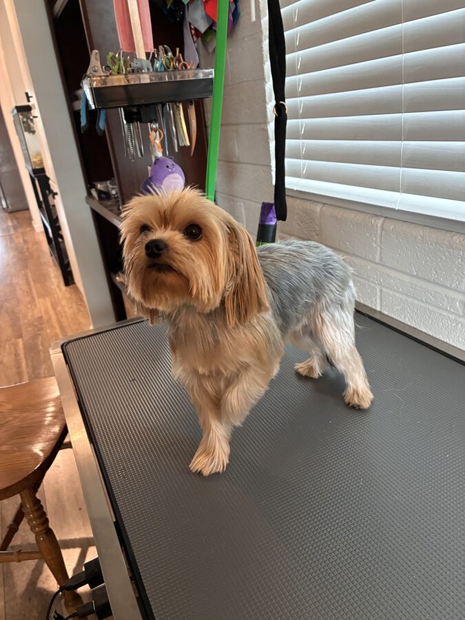 Bella before grooming