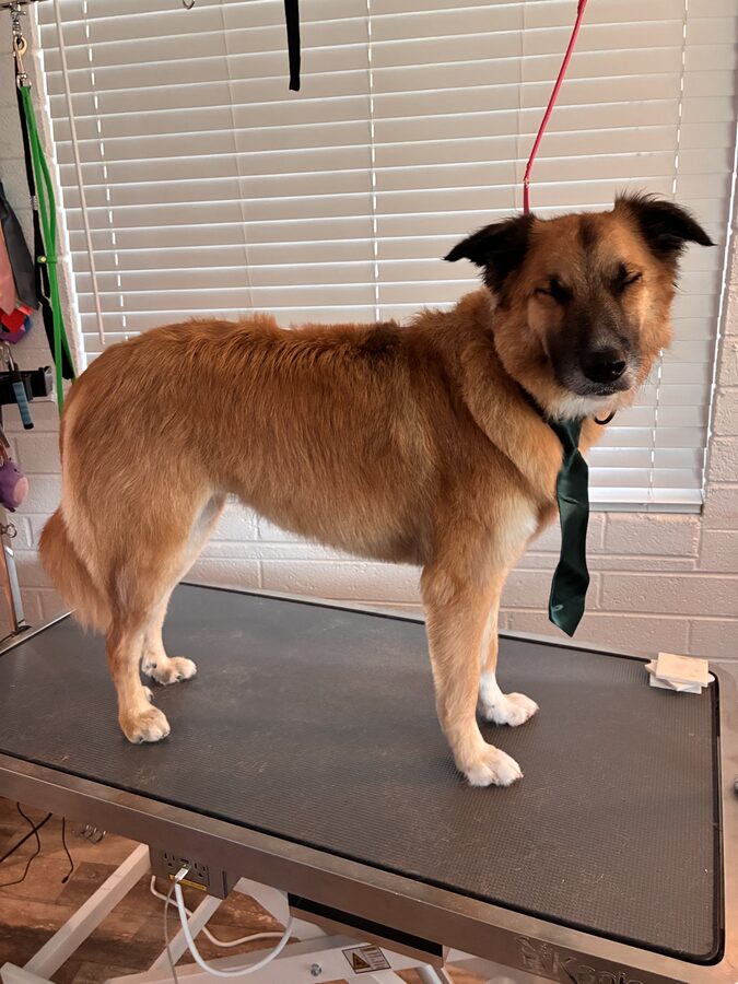 Perry after grooming