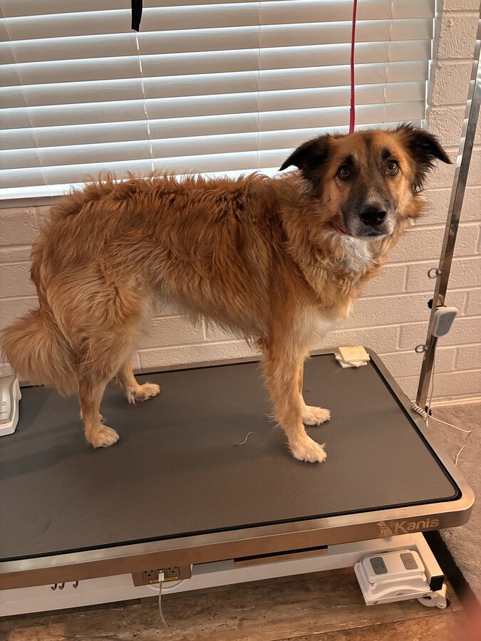 Perry before grooming
