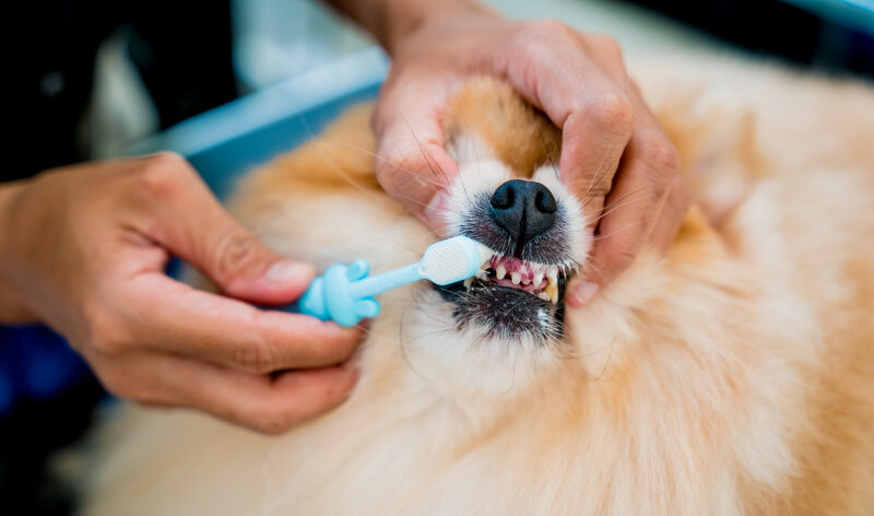 Teeth and gums check